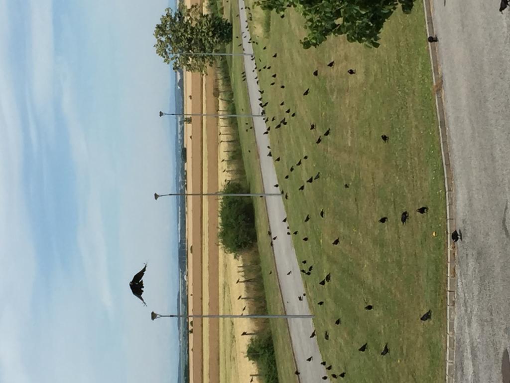 Birdland Villapark Golf View Bük Extérieur photo